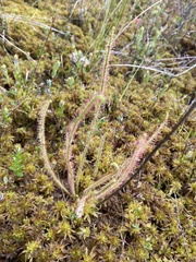 Drosera filiformis