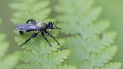 Laphria divisor