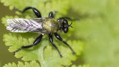 Laphria divisor