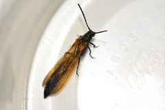 Rhathymoscelis batesi