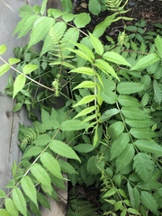 Sorbaria