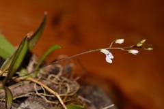 Ionopsis utricularioides
