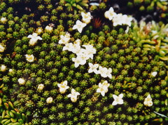 Kelleria childii