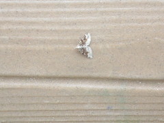 Xanthorhoe defensaria