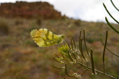 Anthocharis euphenoides