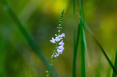 Physostegia intermedia