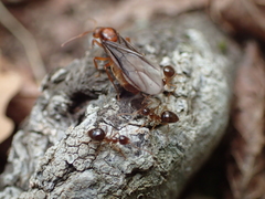 Prenolepis nitens