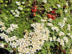Kelleria croizatii