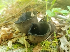 Urnula