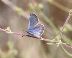 Euphilotes bernardino