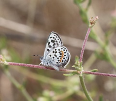 Euphilotes bernardino