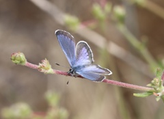Euphilotes bernardino