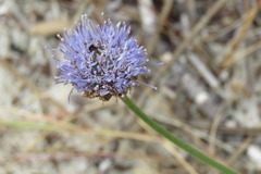Jasione maritima