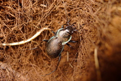 Carabus lusitanicus