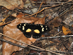 Aterica galene theophane