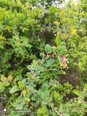 Berberis vulgaris