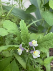 Linaria repens