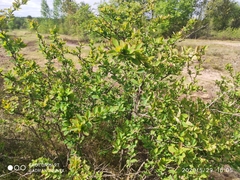 Berberis vulgaris