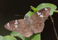 Celaenorrhinus similis