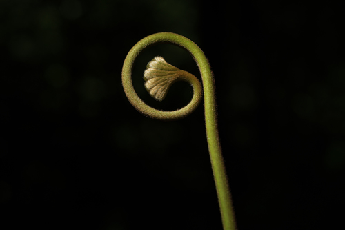 Dipteris conjugata iNat (1)