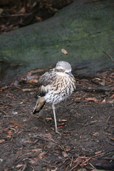 Burhinus
