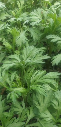 Artemisia opulenta iNat (2)