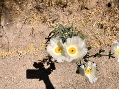 Argemone pleiacantha