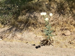 Argemone pleiacantha