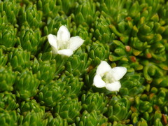 Kelleria croizatii