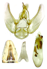Eupithecia satyrata