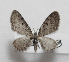 Eupithecia satyrata