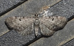 Eupithecia satyrata