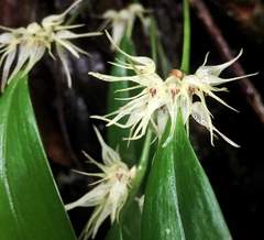 Pleurothallis chloroleuca