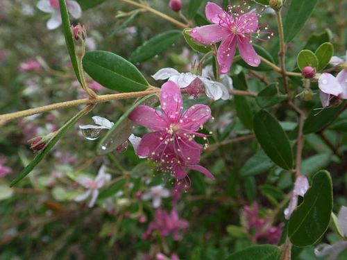 Image of Lithomyrtus obtusa by (c) coenobita, some rights reserved (CC BY)