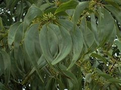 Acacia crassicarpa