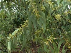 Acacia crassicarpa