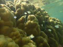 Abudefduf sparoides