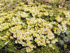 Hectorella caespitosa