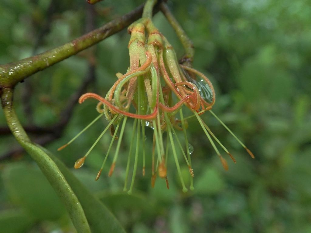 Amyema villiflora