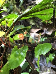 Begonia secunda