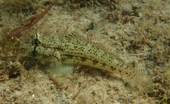 Gnatholepis anjerensis