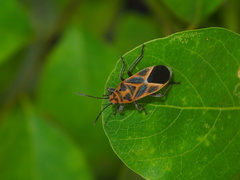 Graptostethus servus