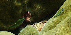 Thalassoma hebraicum