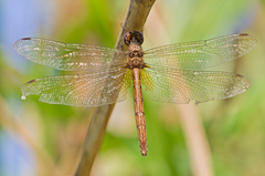 Macrothemis inacuta