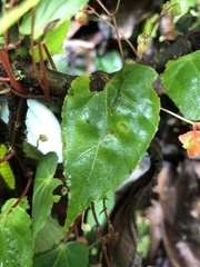 Begonia secunda