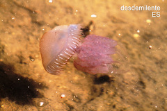 Dactyliophorae