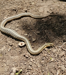 Thamnophis sirtalis