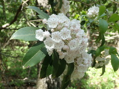 Mycosphaerella colorata