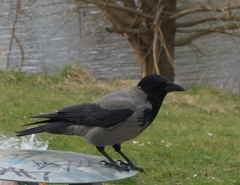 Corvus cornix