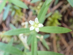Moehringia